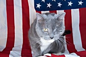 According to Blake's email, Jack was a stray before he was taken in to a loving home. We liked this photo because Jack looks quite patriotic, almost like an old war veteran. Congratulations on second place!