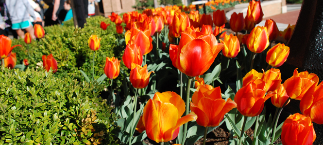 Kent State University students enjoy the award winning landscape on campus.. Photo by Grace Jelinek.