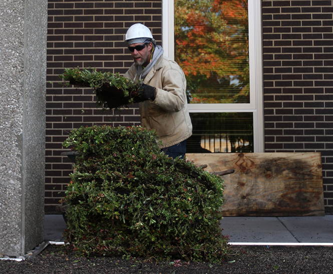 Sedum flowers are unloaded onto the roof of Taylor Hall to fill the beds designed by Braun &amp; Steidl Architects. The workers installed the first green roof at Kent State, Oct. 22, 2013. 