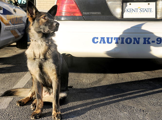 Coco, the new K-9 unit police dog, poses outside of the Kent State Police Department on Thursday, Nov. 14, 2013. Police Officer Anne Spahr has been training Coco with Kent State since August of this year. Photo by Rachael Le Goubin.