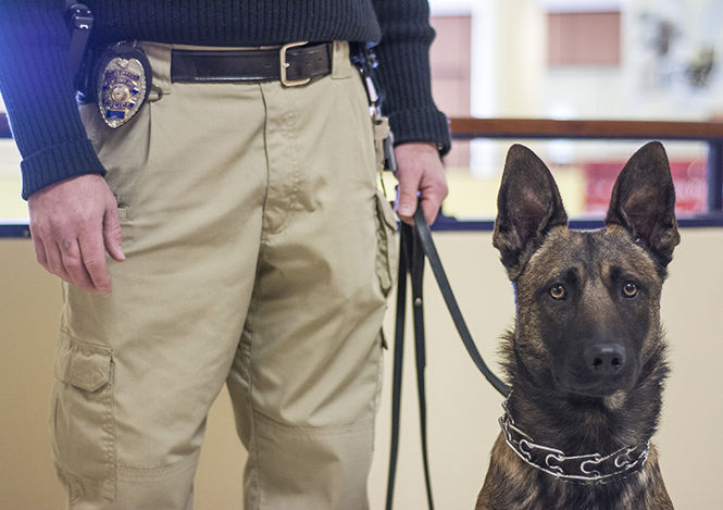 Kent State University's new police dog Dexter held by his accompanying K9 officer Miguel Witt in the Student Center on Thursday, Feb. 26, 2015.