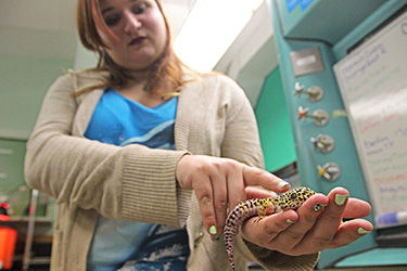 Junior organismal major and Biology Club member Ruthann Antolik holds a leopard gecko named Sweeney Todd in the "Animal Room" in Cunningham Hall on Monday March 9, 2015.