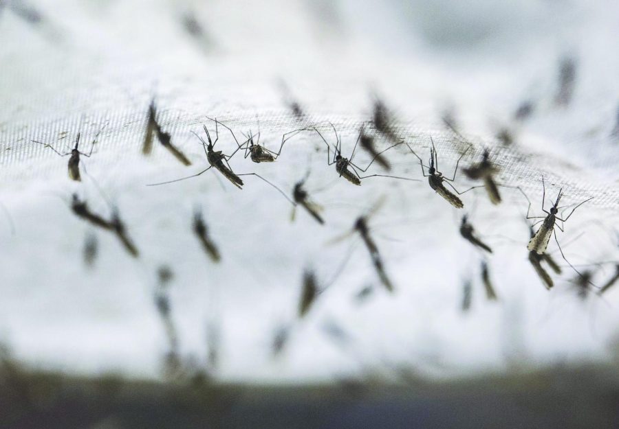 Mosquitoes raised at Seattle BioMed cling to fabric in a "bug dorm," where volunteers place an arm during trials to receive up to 200 bites. (Steve Ringman/The Seattle Times/TNS)