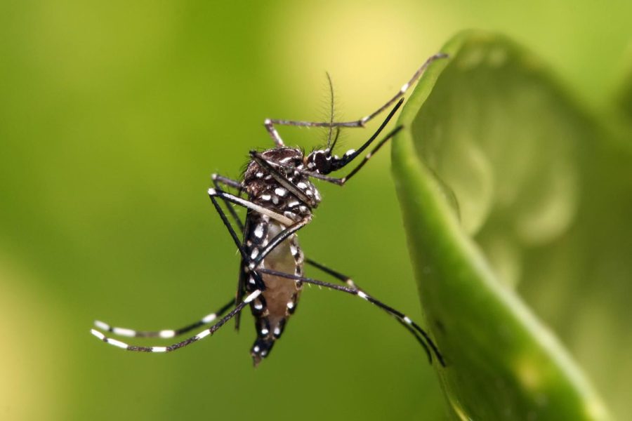 Aedes aegypti mosquito, which can carry the Zika virus. By Muhammad Mahdi Karim (www.micro2macro.net) Facebook Youtube - Own work, GFDL 1.2, https://commons.wikimedia.org/w/index.php?curid=9556152