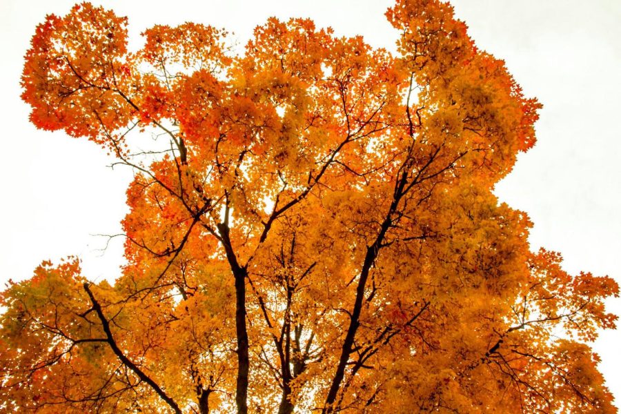 A tree in downtown Kent, Ohio shows its vibrant autumn colors on Tuesday, Oct. 27, 2015.