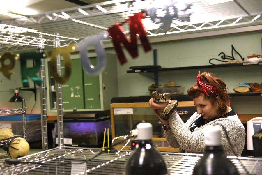 Senior Biology student Ruthann Antolik looks into the eyes of a ball python in the animal room in Cunningham Hall. Mar. 8, 2017. The animal Room is a project of the biology club, allowing students to gain experience with more exotic animals.