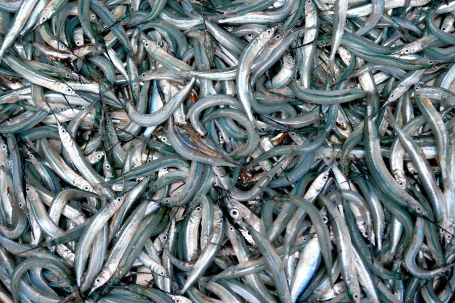 Hundreds of needle nose-like fish are on display in one bowl at Araba Kwaicwiwaa's stand at the Port of Tema, the largest port in Ghana.