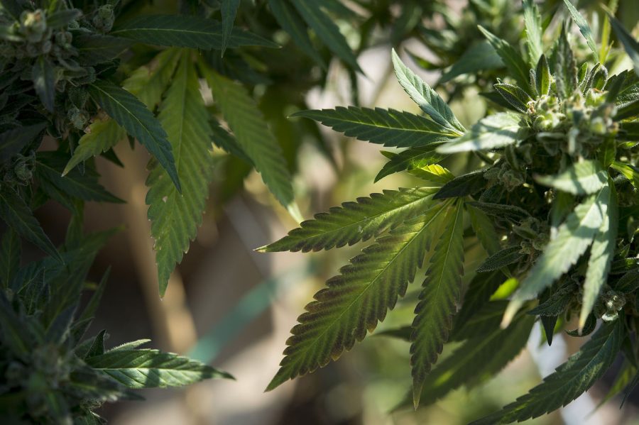 Marijuana grower Basil McMahon with his crop in Grass Valley, Calif., on November 12, 2015. A sweeping new package of laws will reverse years of state silence by regulating and licensing every stage of the medical marijuana industry. “It means I’ll be able to do what I'm doing without fear of persecution for the first time in my life, for the first time in generations,” McMahon said. 