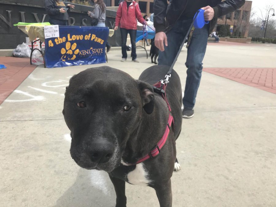 Ebony poses for a quick picture during the Spark Bark Walk-A-Thon on Saturday before walking away to look at something else.