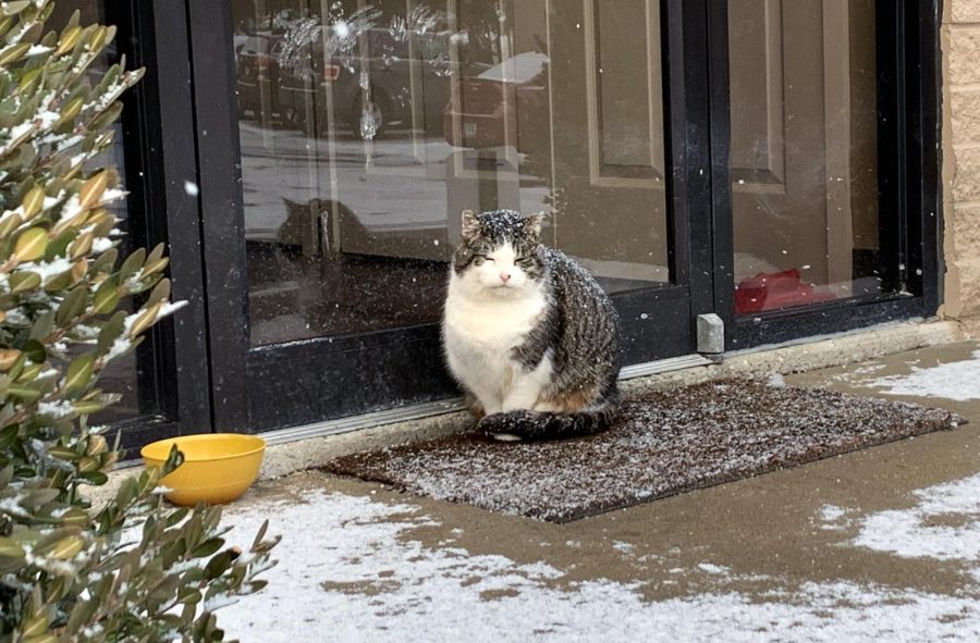 A cat named Marilyn sits outside the leasing office at the University Oaks apartment complex on Tuesday, Jan. 29, 2019.