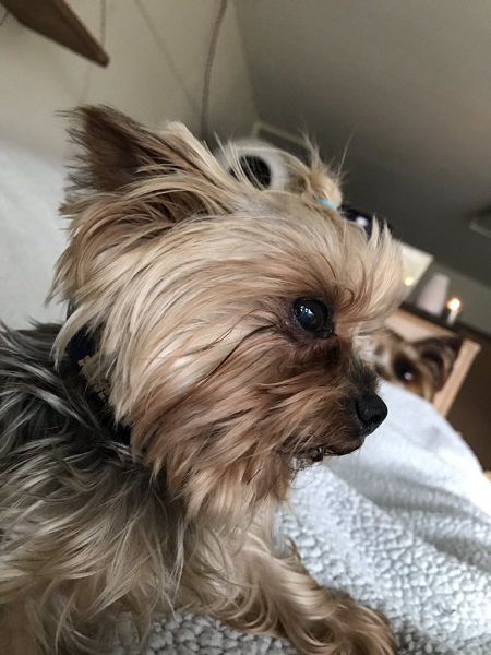 Gabriella Beswick's emotional support dog, a Yorkshire Terrier named Angel.