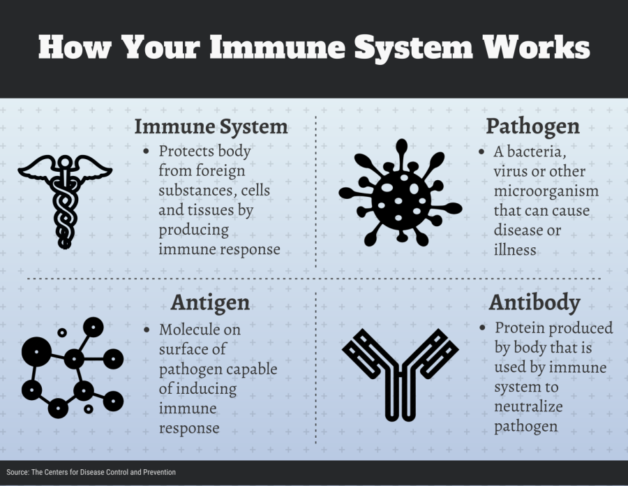 How Your Immune System Works