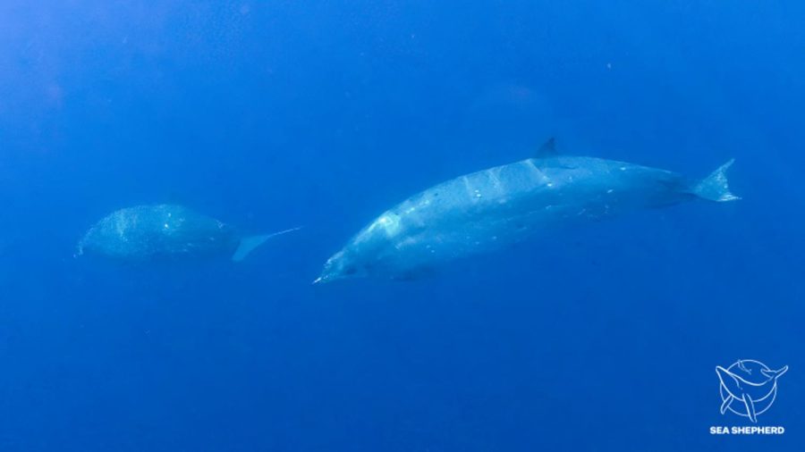 New whale species discovered in Mexico