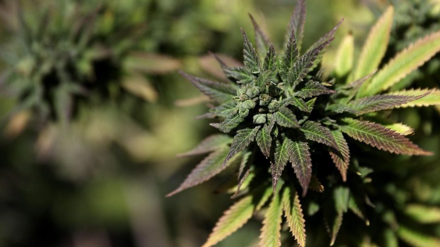 A marijuana plant is displayed during a 420 Day celebration on 'Hippie Hill' in Golden Gate Park on April 20, 2018 in San Francisco, California. 