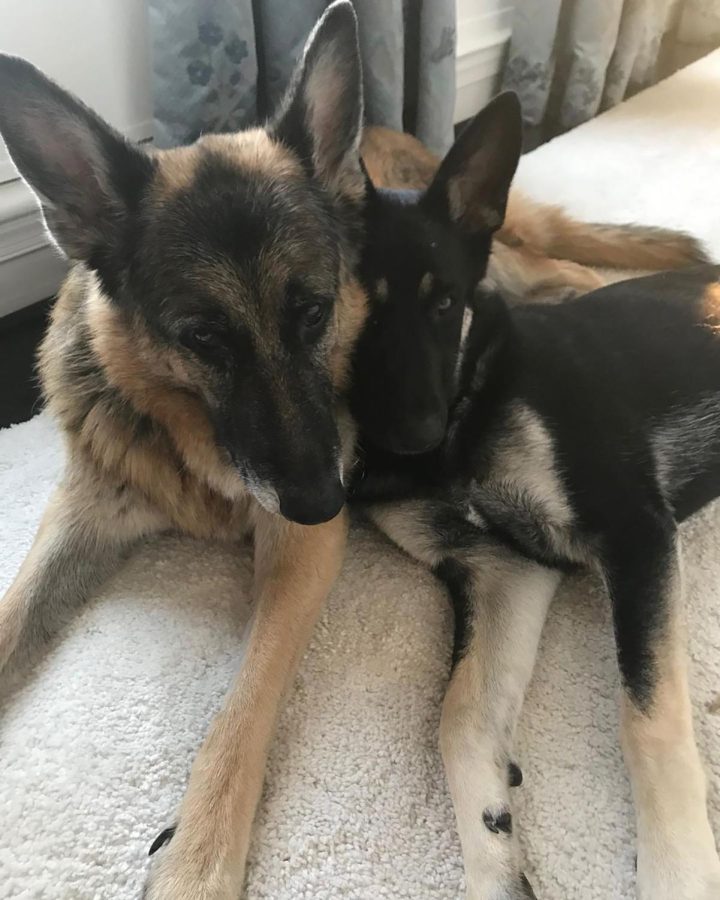 The first dogs have entered the White House -- the Bidens' two German shepherds, Champ and Major, officially joined the first family in their new residence at 1600 Pennsylvania Avenue on Sunday.