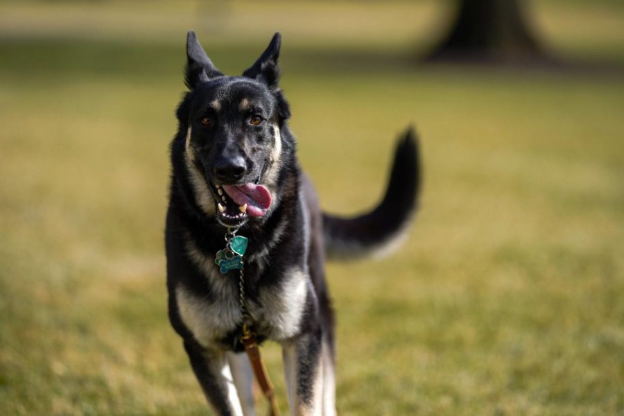 First dogs Champ and Major Biden moved into the White House on Sunday, January 24.