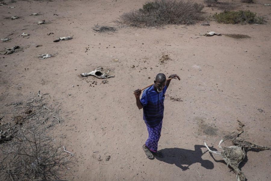 FILE - Herder Yusuf Abdullahi walks past the carcasses of his forty goats that died of hunger during a drought in Dertu, Wajir County, Kenya on Oct. 24, 2021. Africa has contributed relatively little to the planet's greenhouse gas emissions but has suffered some of the heaviest impacts of climate change and the reverberations of human-caused global warming will only get worse, according to a new United Nations report released Feb. 28, 2022. (AP Photo/Brian Inganga, File)