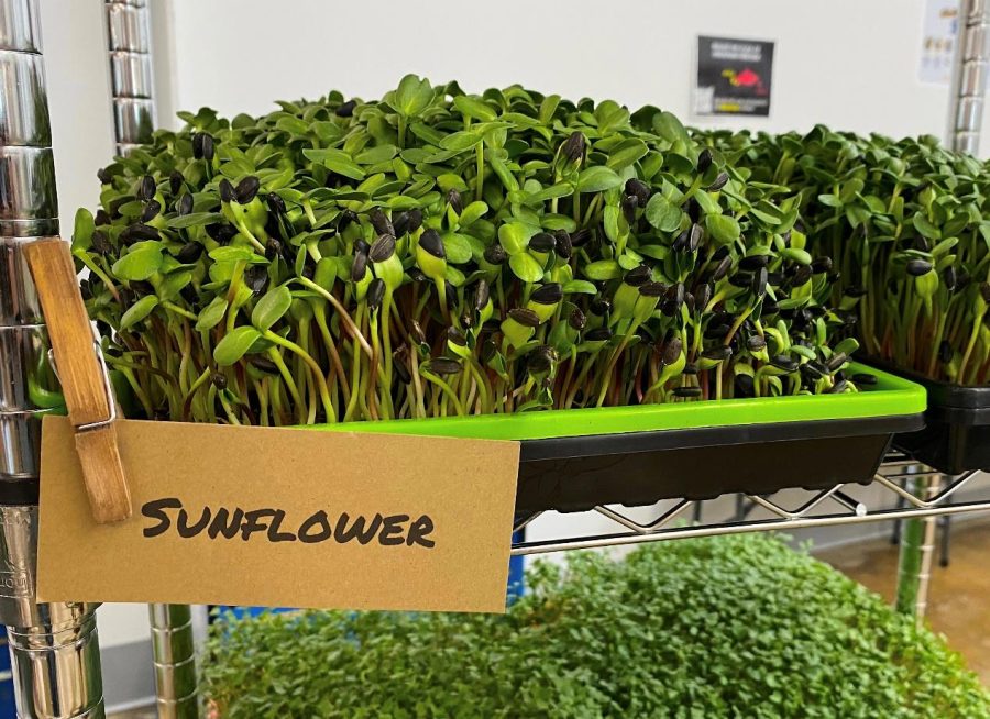 Sunflower microgreens from Forestview Farmhouse. Forestview Farmhouse has partnered with Mamalagel's Bagels to provide an indulgent brunch bag– farm fresh eggs, microgreens and bagels. 