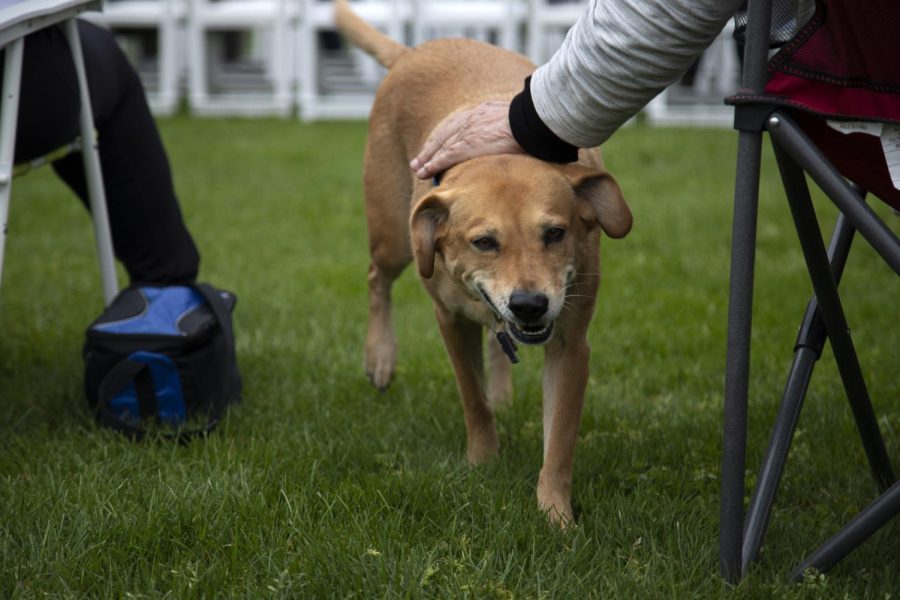 Lady Kiracofe, the dog of Bruce Kiracofe, gets attention from people attending the May 4 commemoration in the Student Commons. Bruce and his wife attend the commemoration every year to pay their respects to three of her friends that died. 