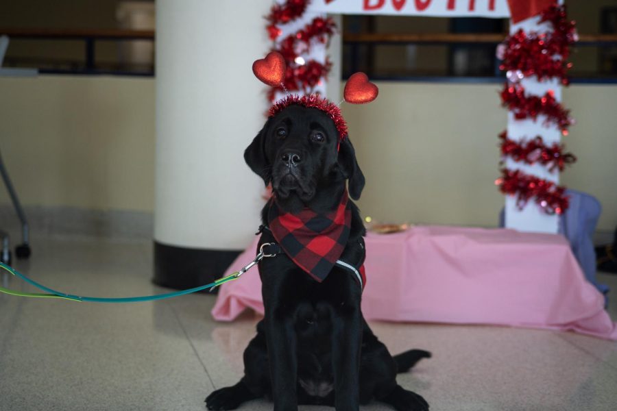 Alice, wearing a Valentine's Day themed headband, poses for a photo in front of the kissing booth on Feb. 14, 2023. Alice can be found on Instagram at @4paws_alice.