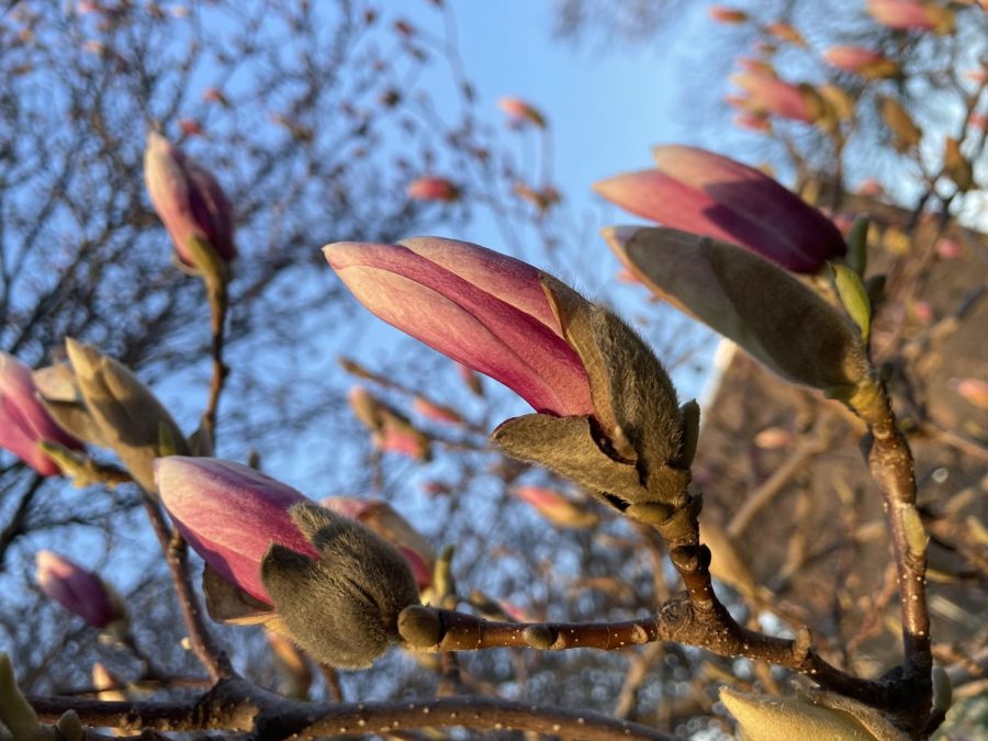 Flowers begin to bloom on a nice spring day.