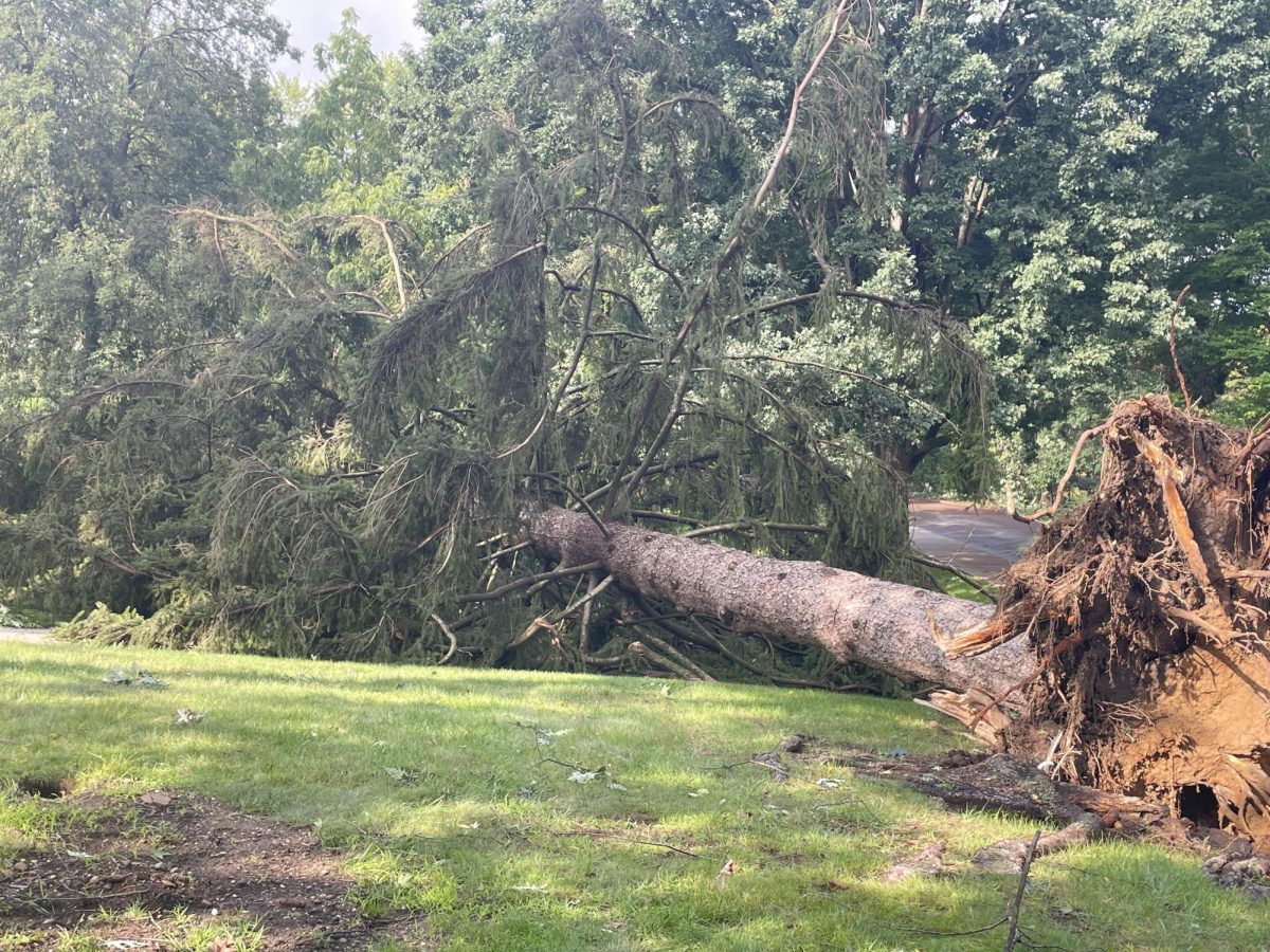 A large tree lies outside of Lowry Hall as a result of the Aug. 24 storm on Aug. 25, 2023. 