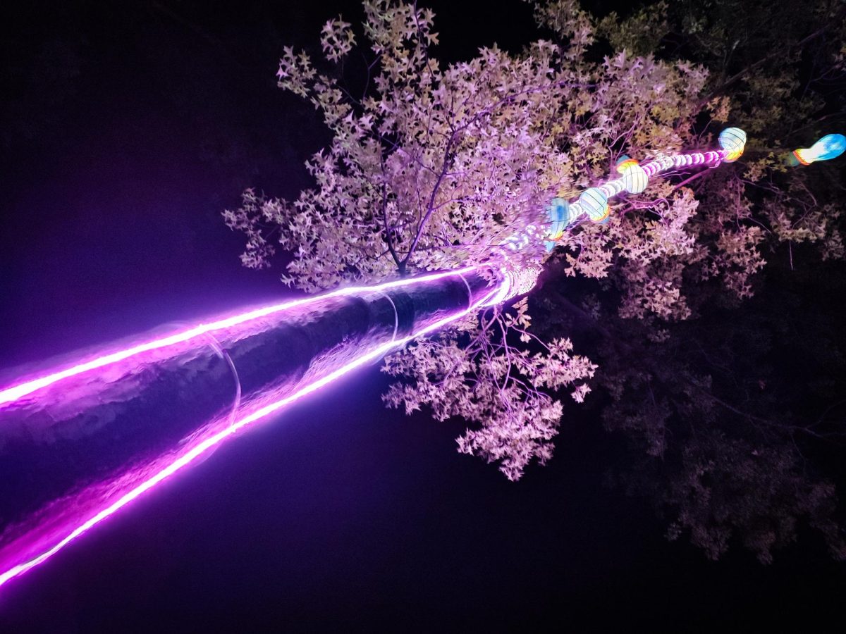 Lights adorn trees at the Cleveland Zoo as part of the annual Asian Lantern Festival.