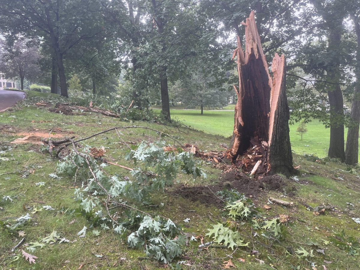 A destroyed tree sits on the hill off Hilltop Drive in front of Merrill and Lowry Halls on Aug. 25, 2023. 