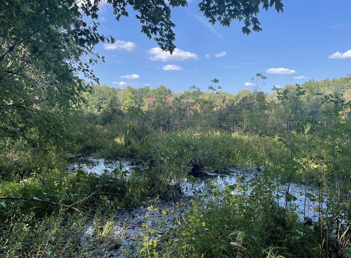 One of the three wetlands at the Franklin Bog Preserve on Sept. 20, 2023.  