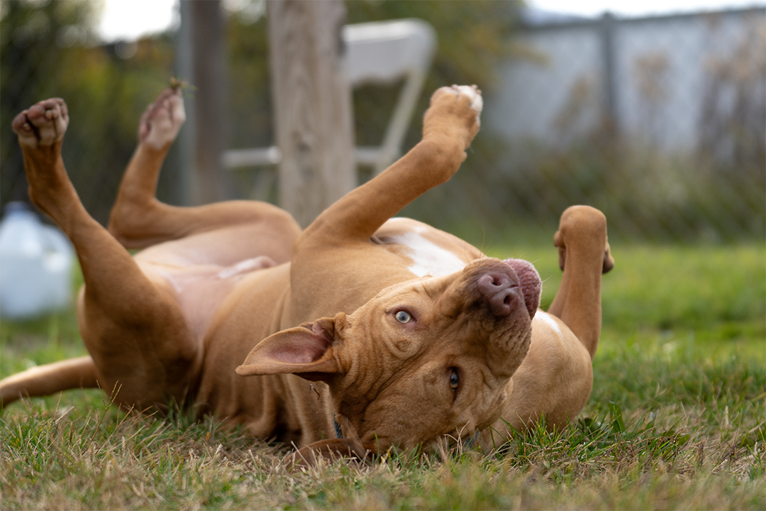 OPINION PHOTO STORY: Adopt a Dog