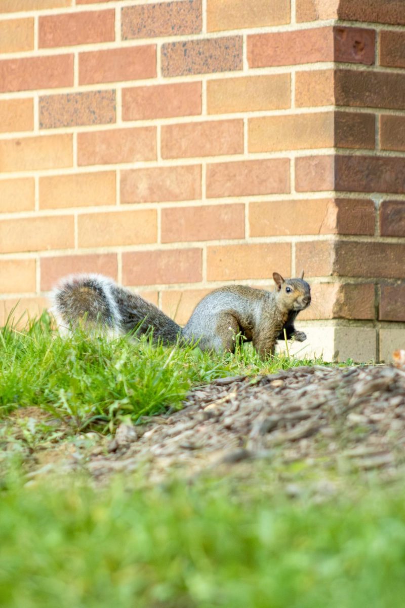 Squirrel hanging around Eastway October 1st 2023.