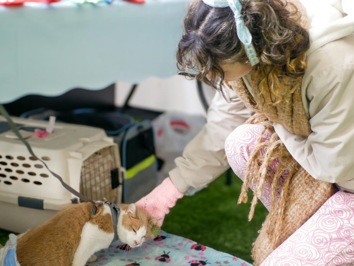 Justine Gallo, a 2022 alumna of Kent State University and owner of Sun in Leo, pets Jasper, a special-needs cat from the Just Cats NEO at the Kent Kitty Weekend on Nov. 11, 2023.  