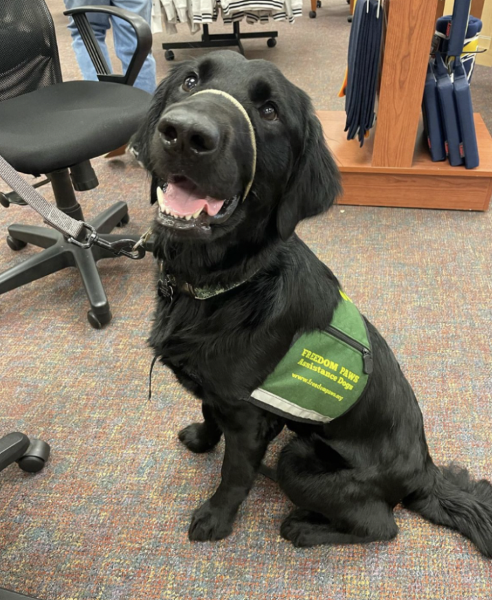 Freedom Paw's dog in training. (Courtesy of Freedom Paws.)