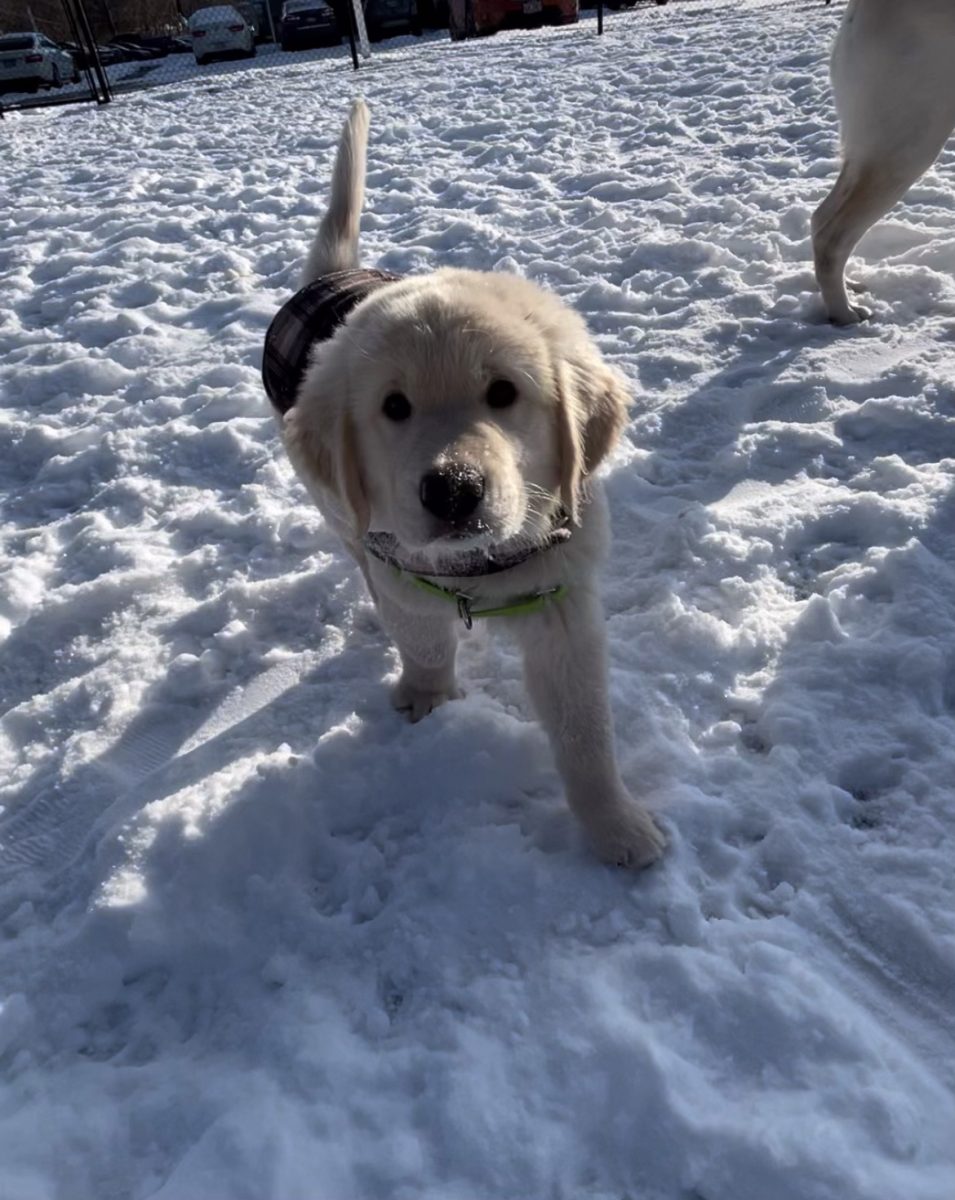 Maui, one of the dogs with Paws for a Cause, takes a walk through the winter snow Jan. 19, 2024.