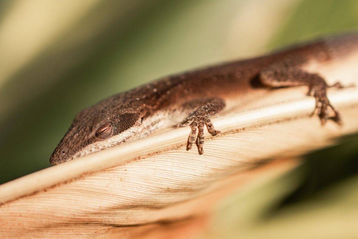 "Untitled"
3rd Place Winner for the Wildlife category of the 2024 KentWired Photography Contest.