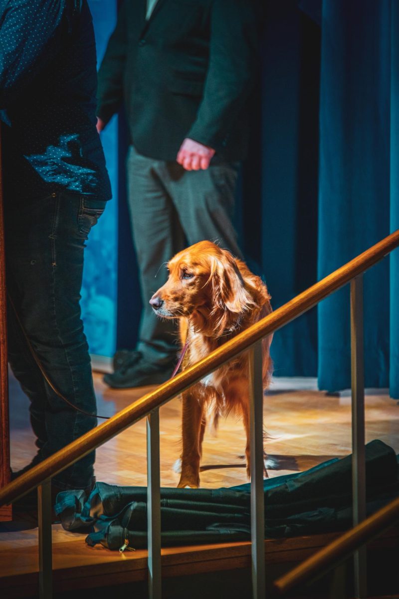 Kyle Rittenhouse's dog paces behind him on April 16, 2024.