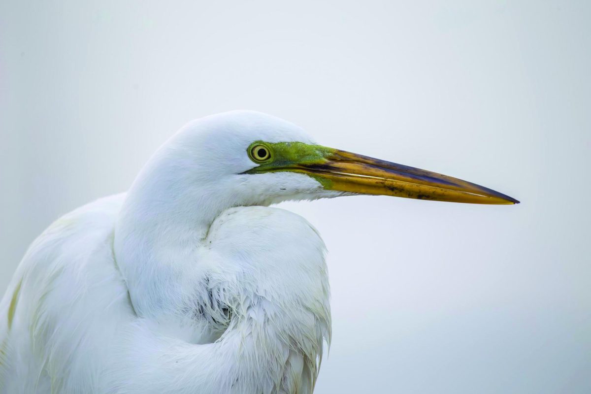 "Up Close and Personal"
1st Place Winner for the Wildlife Category of the 2024 KentWired Photography Contest.