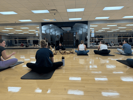 Freedom Paws puppies playing during Pause for Puppies Holiday Yoga Event.
