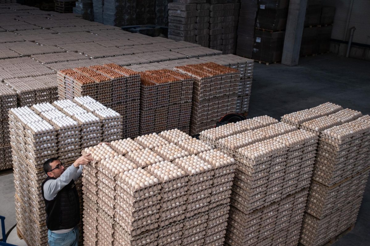 An employee checks eggs at Aytekin chicken farm on May 06, 2022 in Bandirma, Turkey.