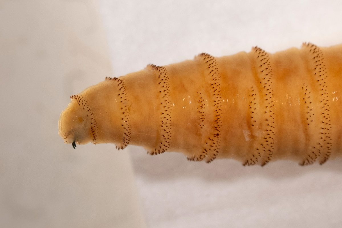 New World screwworms are the flesh-eating, larval form of Cochliomyia hominivorax, a species of blow fly.