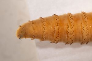 New World screwworms are the flesh-eating, larval form of Cochliomyia hominivorax, a species of blow fly.
