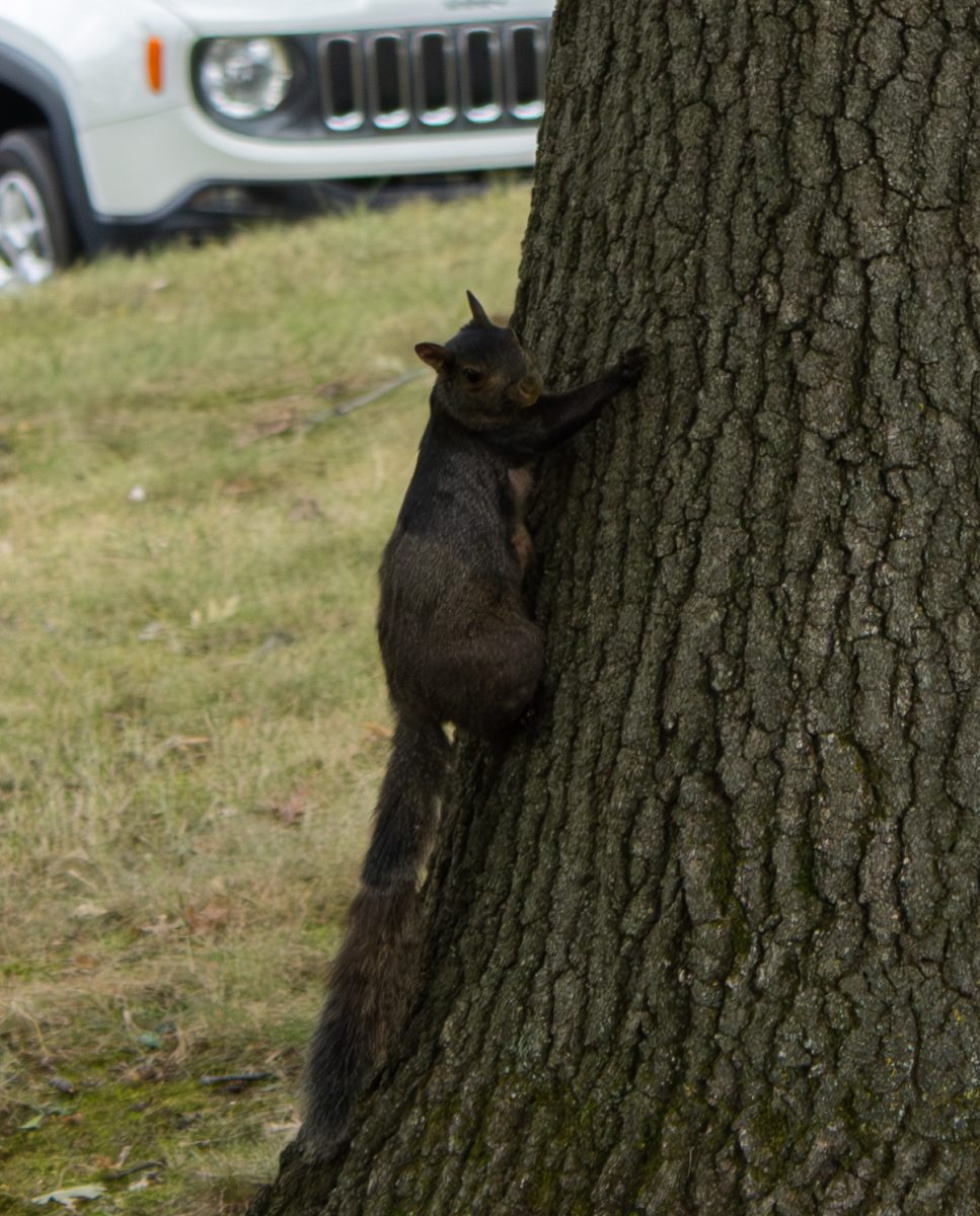 A black squirrel stops in its place on a tree located near the Center of Visual Arts on Thursday, Sept. 4, 2025.
