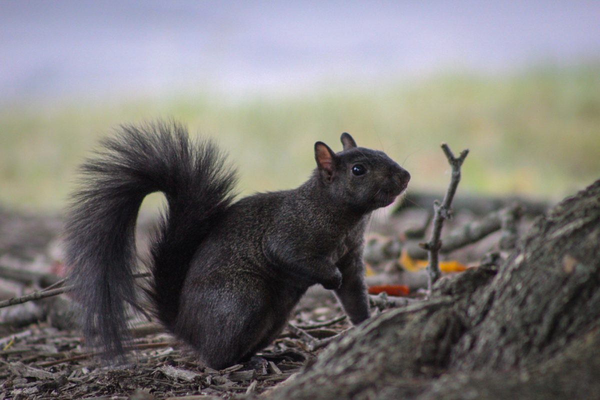 A black squirrel on Kent State University's campus on Sept. 4, 2025.