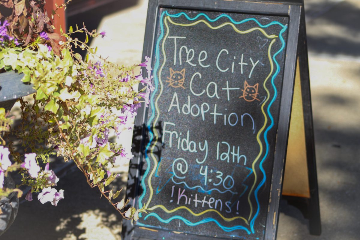 Tree City Cats, Sun in Leo and Evelyn Dickerson Hair Design host a “Study Buddy” cat adoption event at 175 E. Erie St. on Sept. 12, 2025.