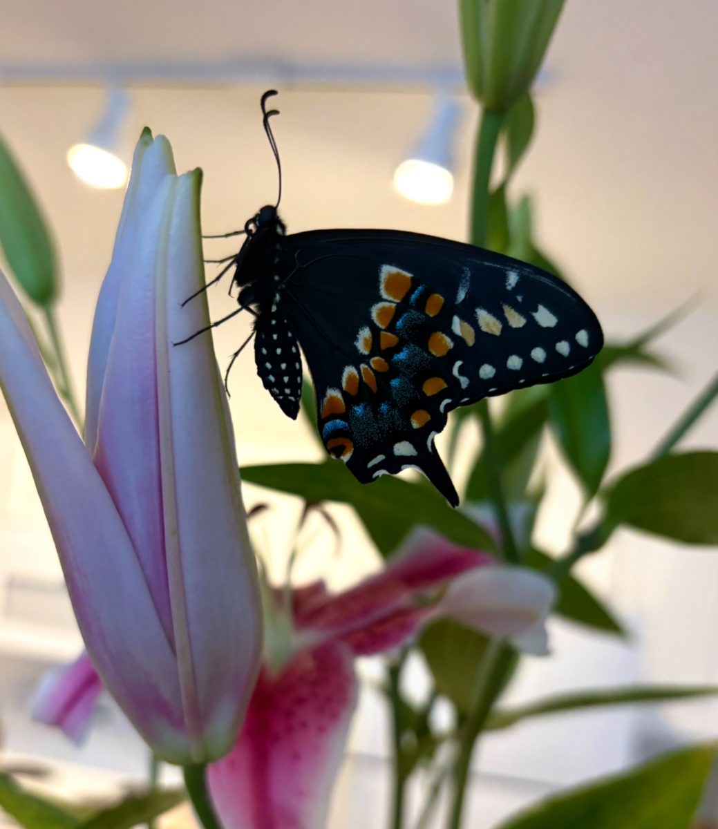A male black swallowtail raised by Audra Florey since its caterpillar stage drying off on day lilies after hatching in the kitchen.