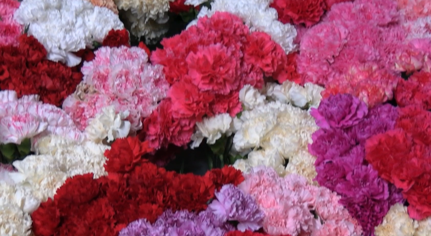 Kent Lions Club covers county with carnations