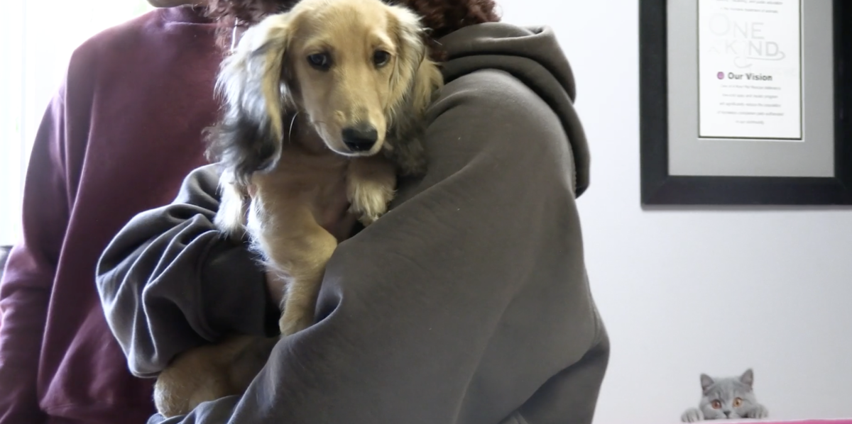 Vaccine clinic in Akron helps pet owners keep up with care without breaking the bank
