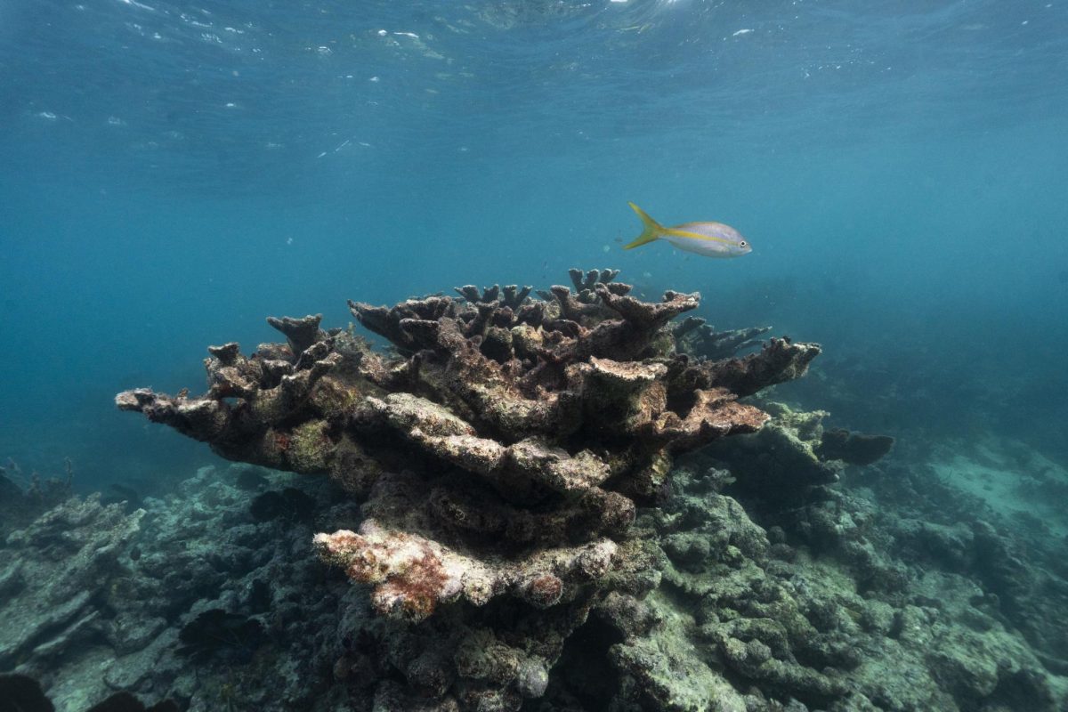 Dead elkhorn coral near Elbow Reef off the coast of Key Largo, Florida, in November 2023.