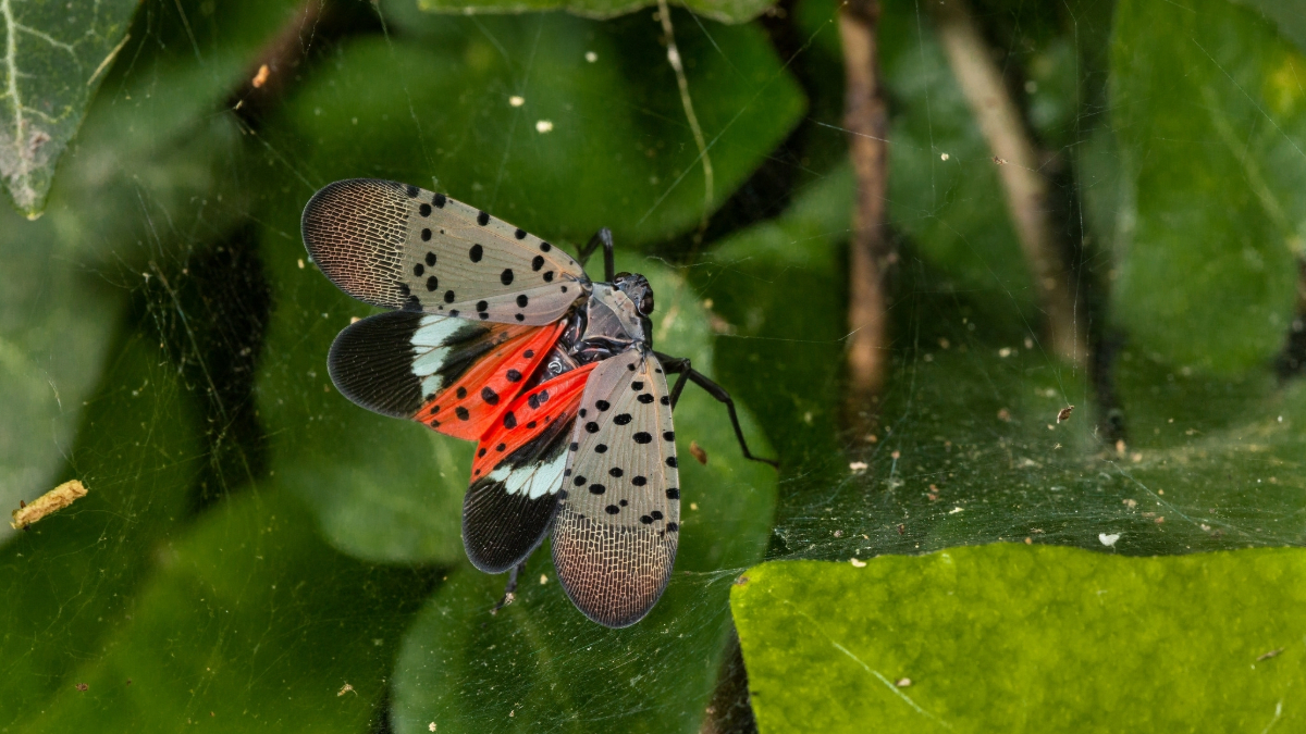 An adult spotted lanternfly.