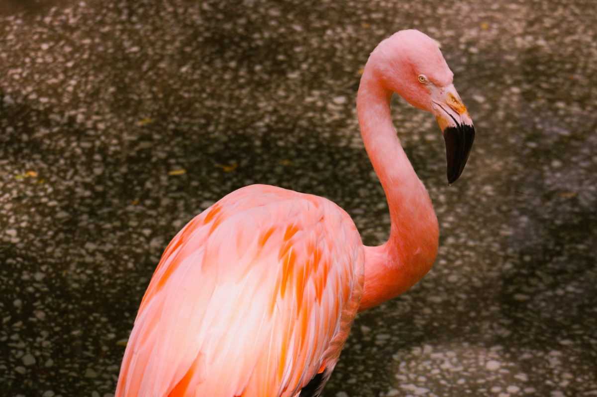 A Chilean flamingo chills in his exhibit, scoping out the scenery at the Akron Zoo, March 6, 2026.